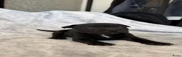 Staffordshire Bull Terrier dogs for sale: Stunning Staffordshire bull terrier puppies in Manchester - Advert 2