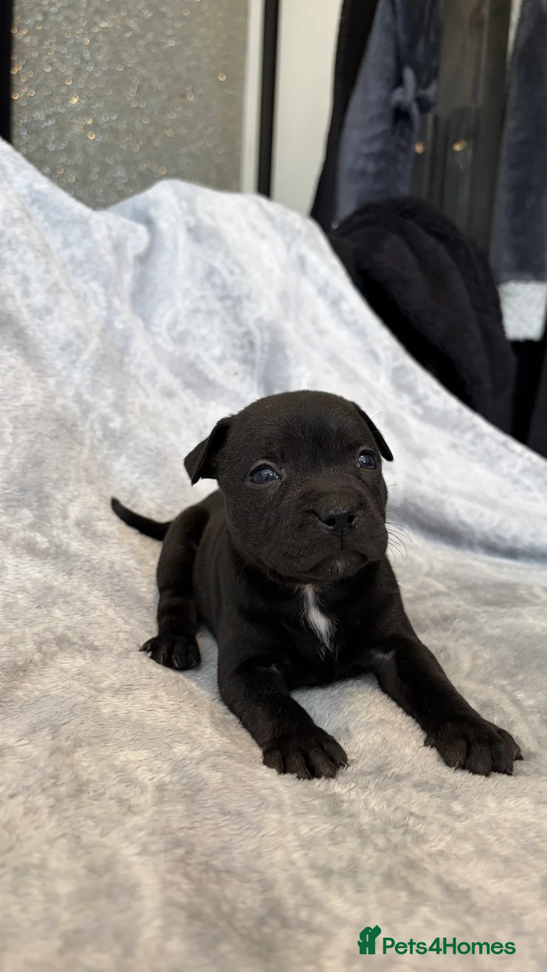Staffordshire Bull Terrier dogs for sale: Stunning Staffordshire bull terrier puppies in Manchester - Advert 2