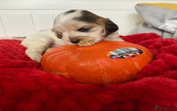 Cocker Spaniel dogs for sale: Show cocker spaniel puppies viewings this weekend! - Image 15