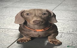 Miniature Dachshund dogs for sale: Pra clear mini dachshund pups - Image 10