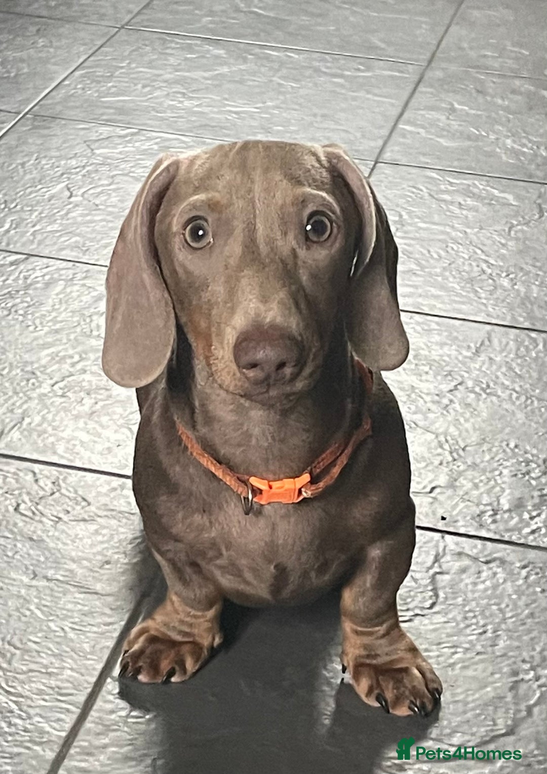Miniature Dachshund dogs for sale: Pra clear mini dachshund pups - Image 10