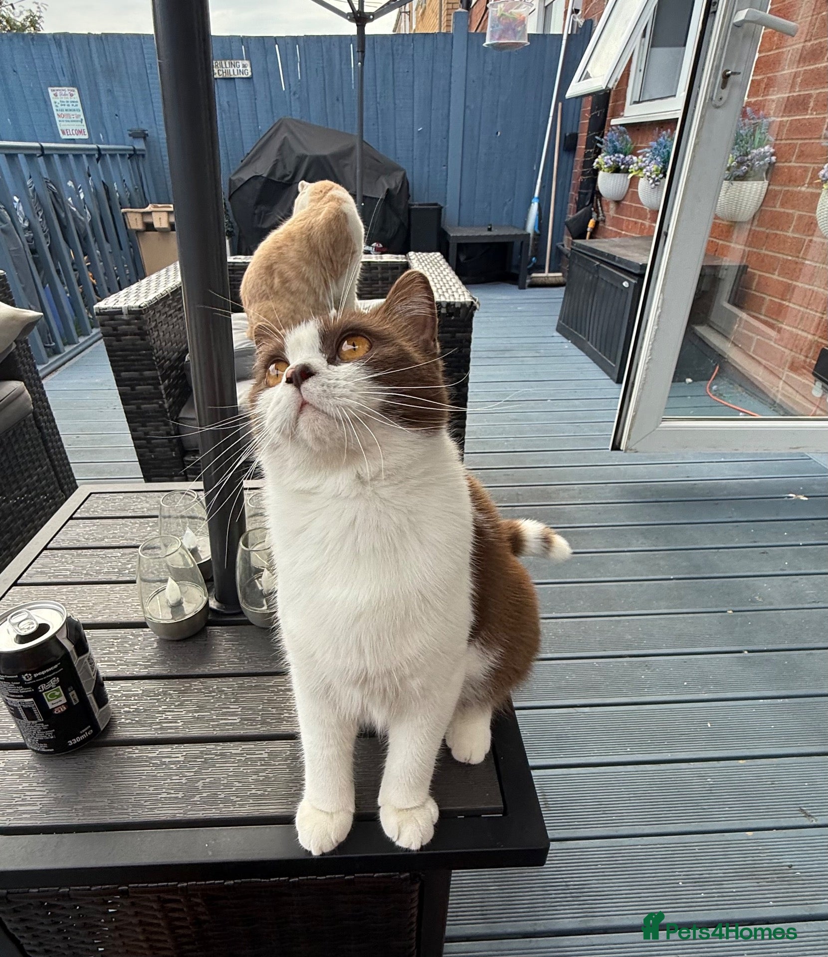 British Shorthair cats for sale: White and chocolate British short haired  - Advert 7