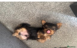Yorkshire Terrier dogs for sale: Beautiful Yorkshire terrier  - Image 5