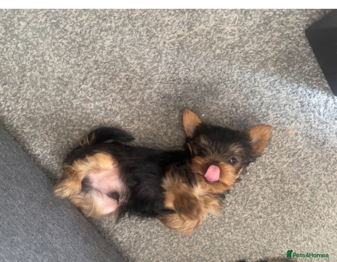Yorkshire Terrier dogs for sale: Beautiful Yorkshire terrier  - Image 5
