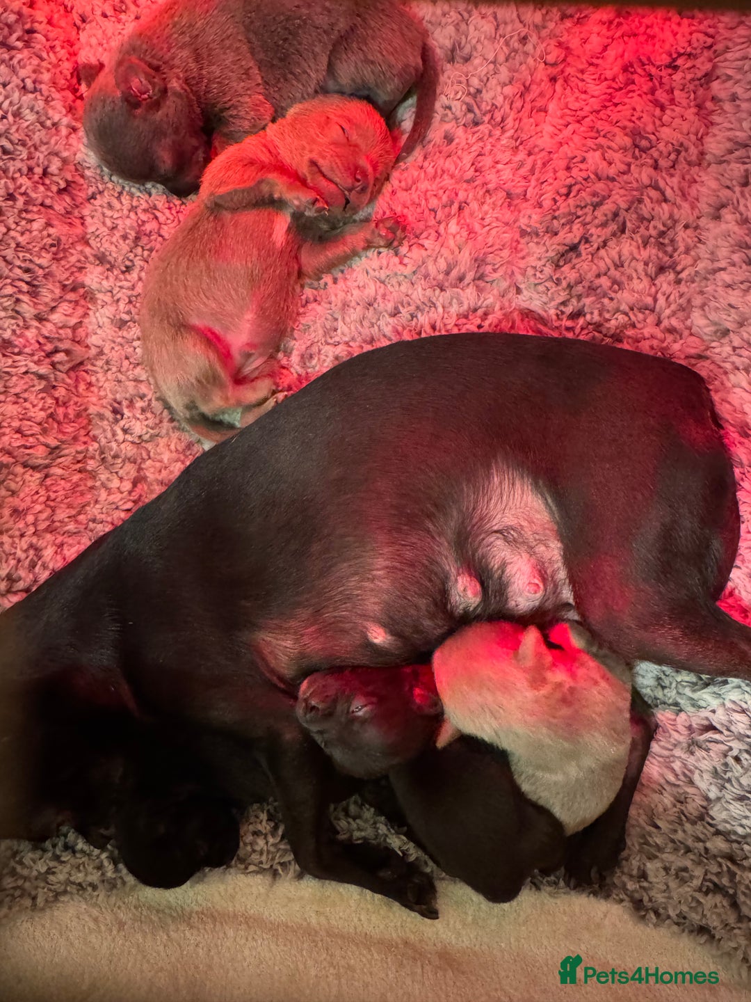 Chihuahua dogs for sale: KC Reg short-hair Chihuahua apple-headed puppies - Advert 25