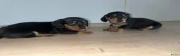 Miniature Dachshund dogs for sale: 2 boys ready to leave now .  - Advert 9