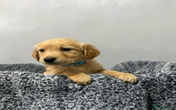 Golden Retriever dogs for sale: KC, Extensively health tested goldens boy and girl - Image 9