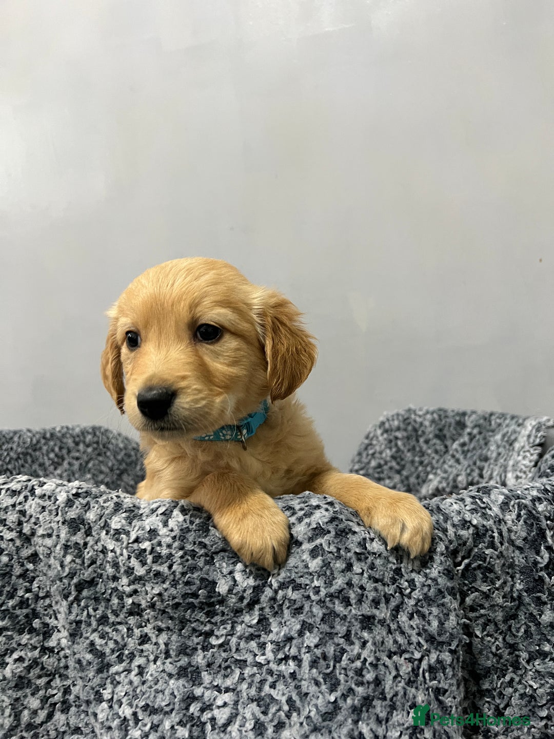 Golden Retriever dogs for sale: KC, Extensively health tested goldens boy and girl - Image 9