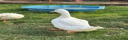 Ducks poultry for sale: 3 Cherry Valley Ducks - Advert 14