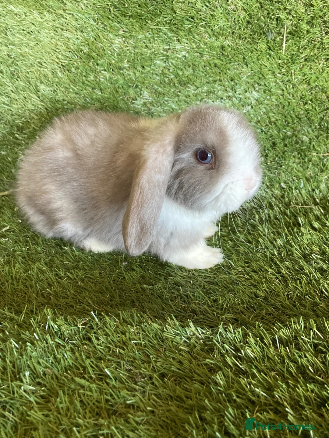 Mini Lop rabbits for sale: Purebred mini lops  - Advert 2