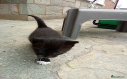Mixed Breed cats for sale: Three black/white kittens need new home - Image 1