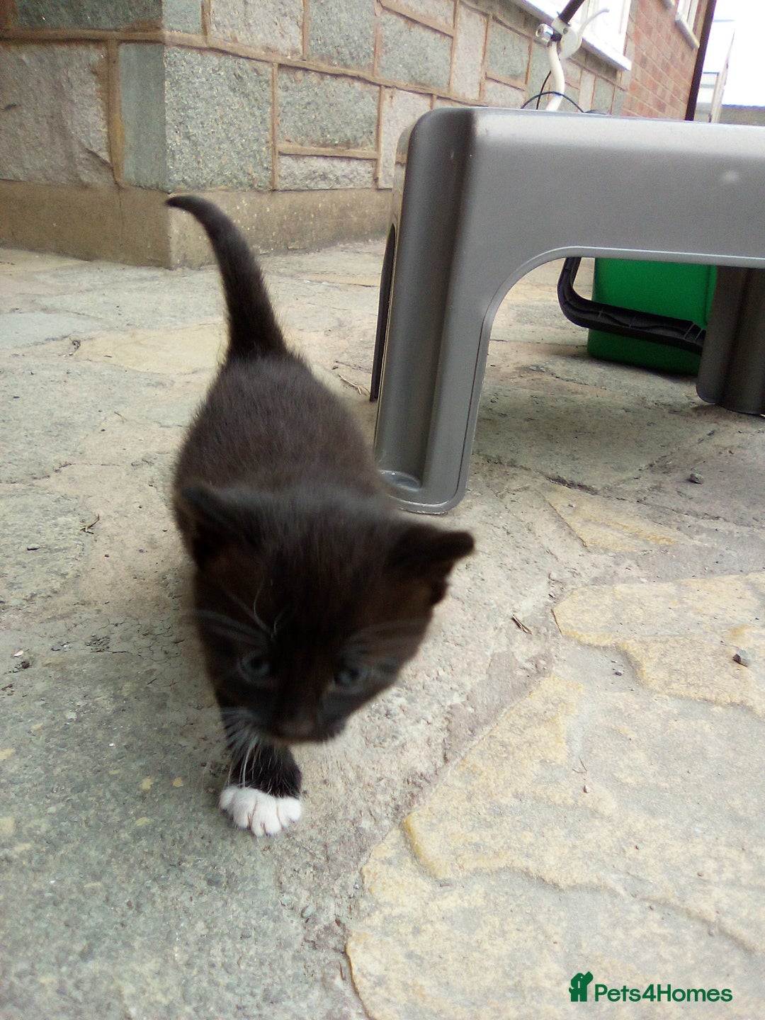 Mixed Breed cats for sale: Three black/white kittens need new home - Image 1