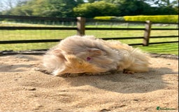 Guinea Pig rodents for sale: Long haired Guinea Pigs For Sale - Image 2