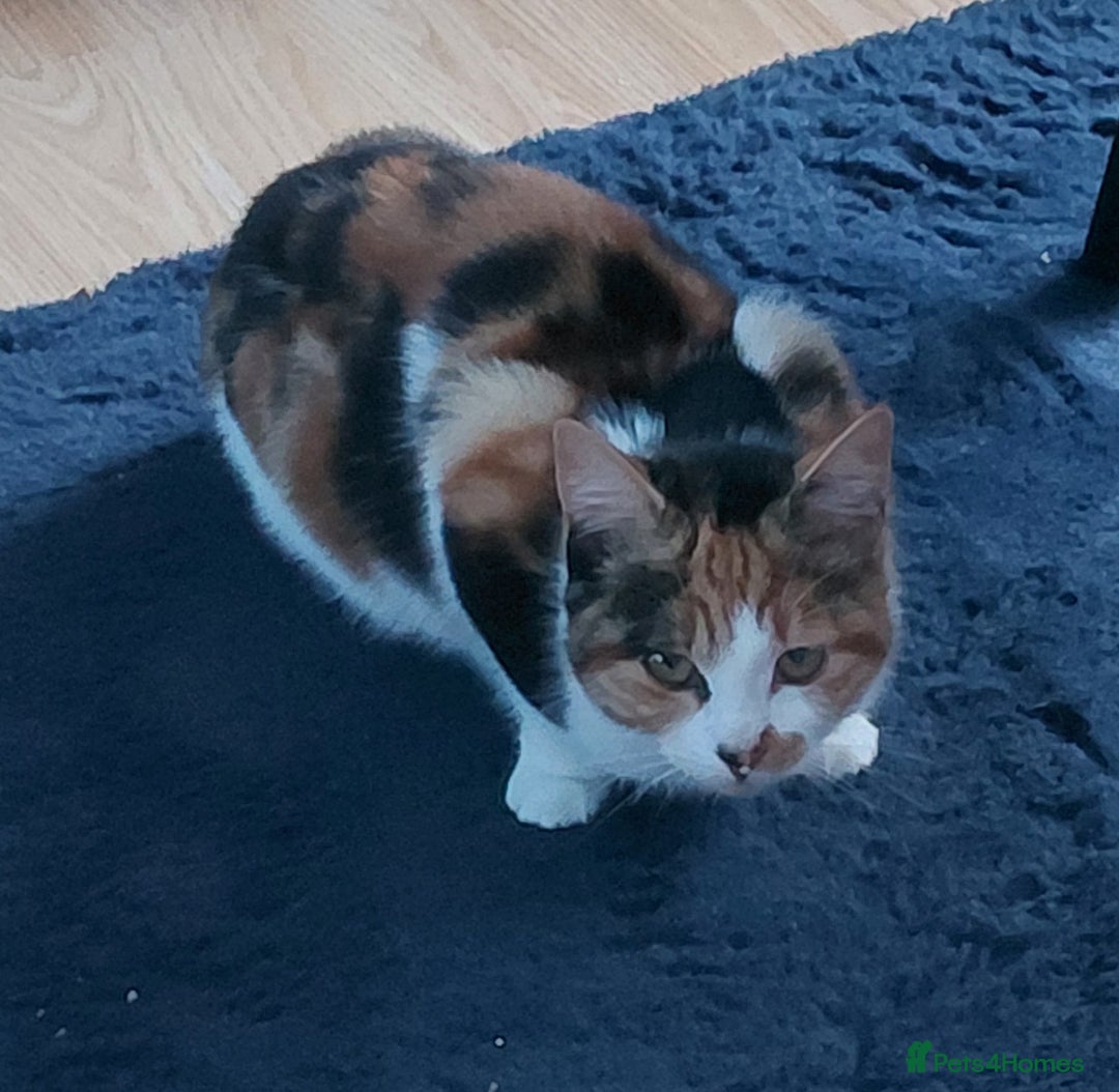 Mixed Breed cats for sale: 5months kitten - Advert 2