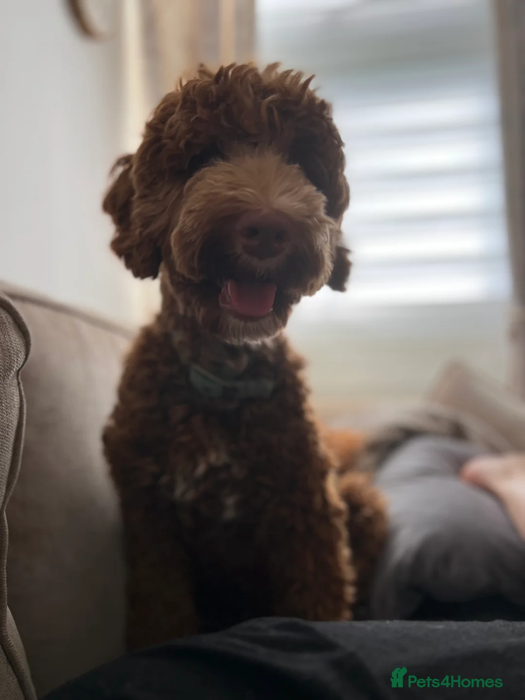 Mixed Breed dogs for sale: Exceptional Australian labradoodle /Double Doodles - Advert 8