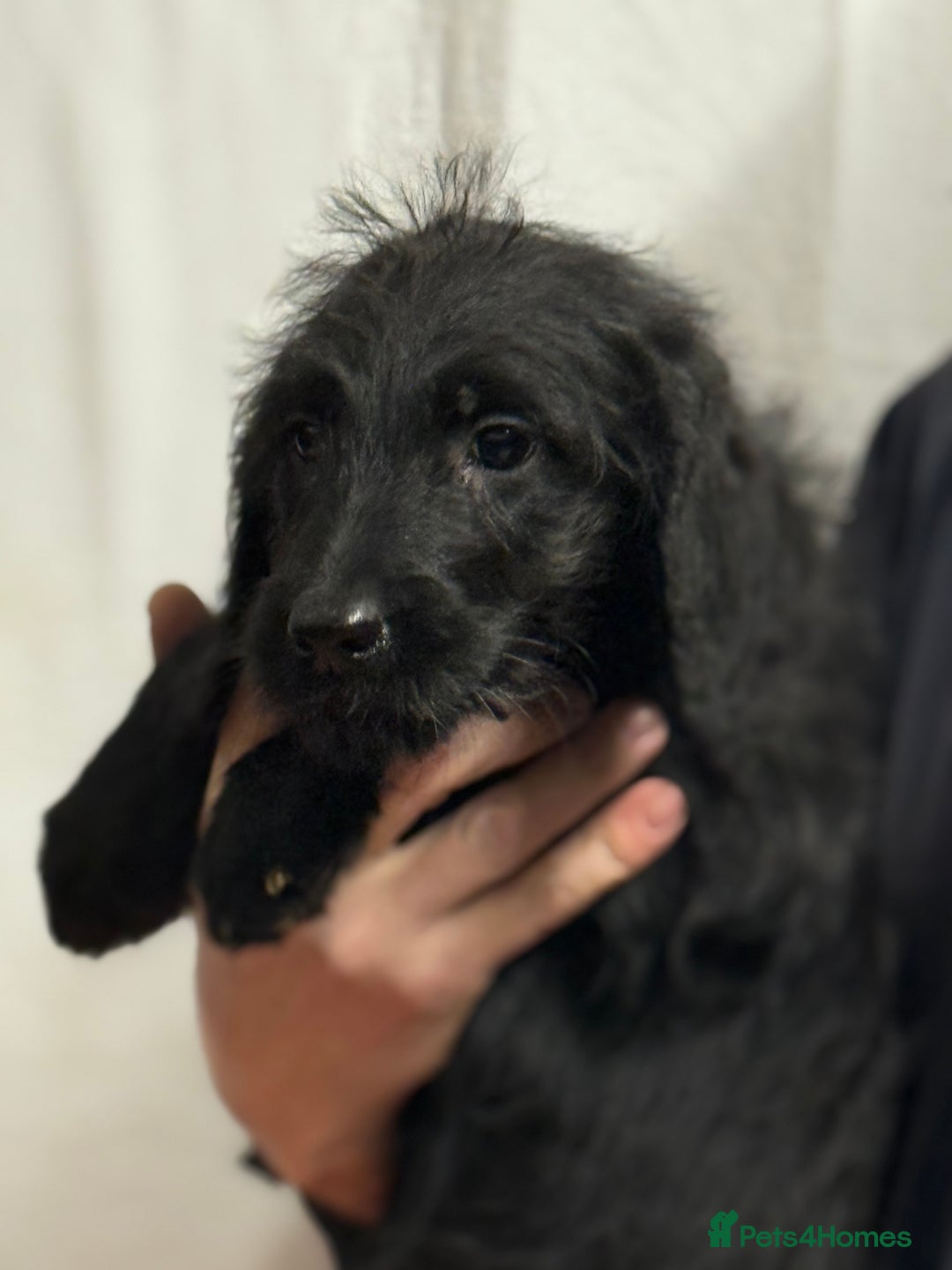 Labradoodle dogs for sale: F1 standard labradoodles  - Advert 7