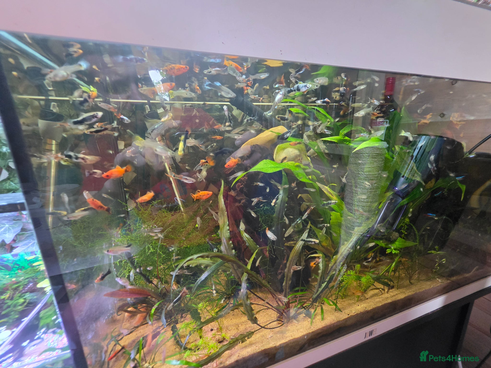 Other/Mixed Breed fish Guppies Placos - Advert 1
