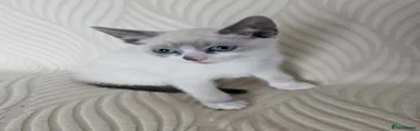 Michhotasher Anna Banana - Kitten 3