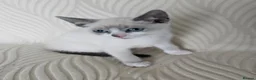 Snowshoe cats for sale: Rare pedigree snowshoe kittens - Advert 5