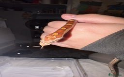 Corn Snake reptiles for sale: corn snakes needing good homes - Image 1