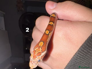 Corn Snake reptiles for sale - Advert 1