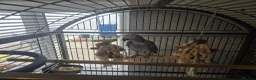 Parrots birds for sale: Female African Grey in Pwllheli - Advert 1