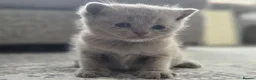British Shorthair cats for sale: Gorgeous British Shorthair kittens Cute & Adorable - Advert 9