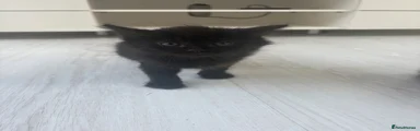 Ragdoll 5