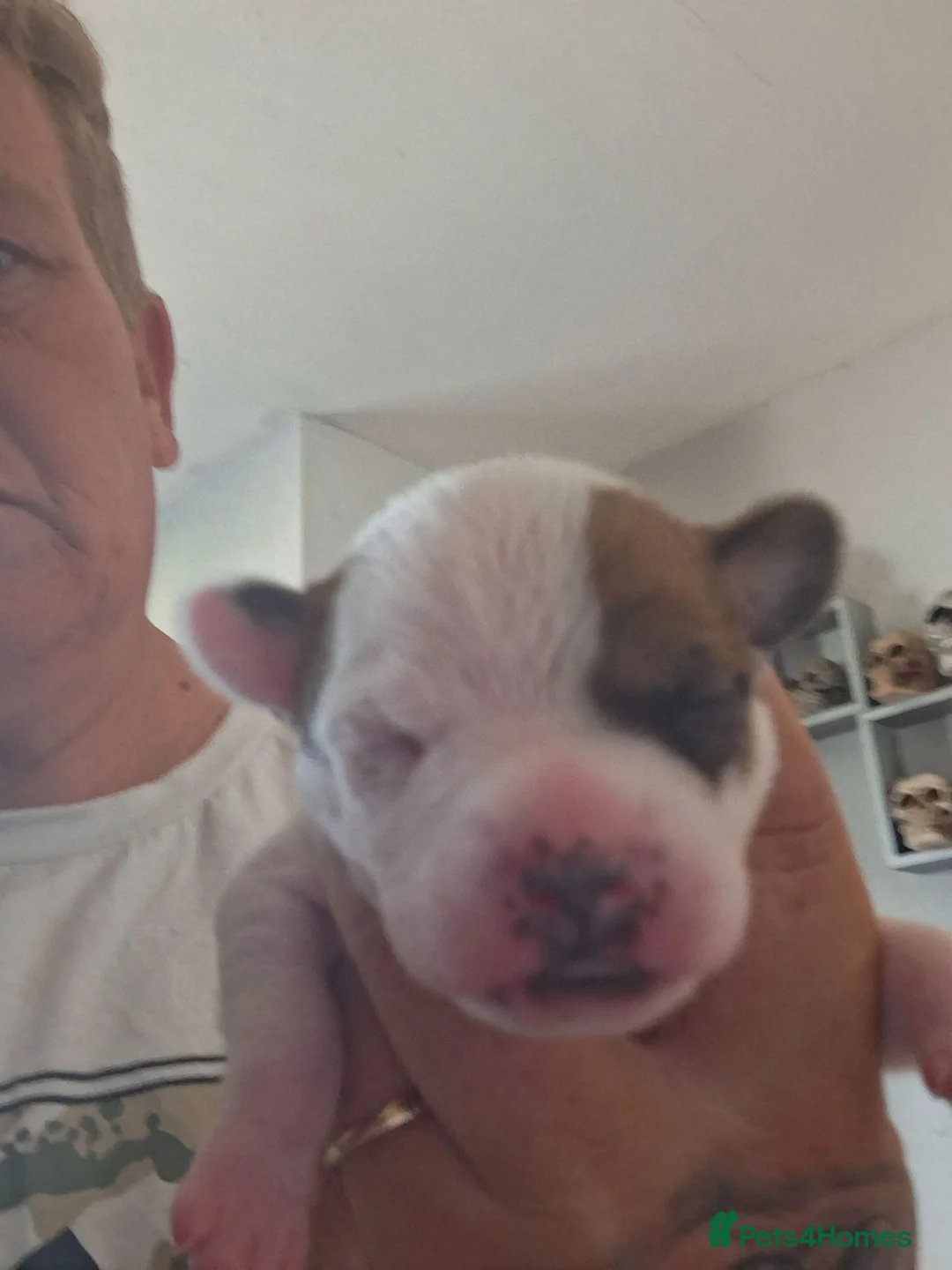 Mixed Breed dogs for sale: Jug puppies  - Advert 9