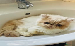 Mixed Breed cats for sale: Beautiful kittens ready for new homes.  - Image 12