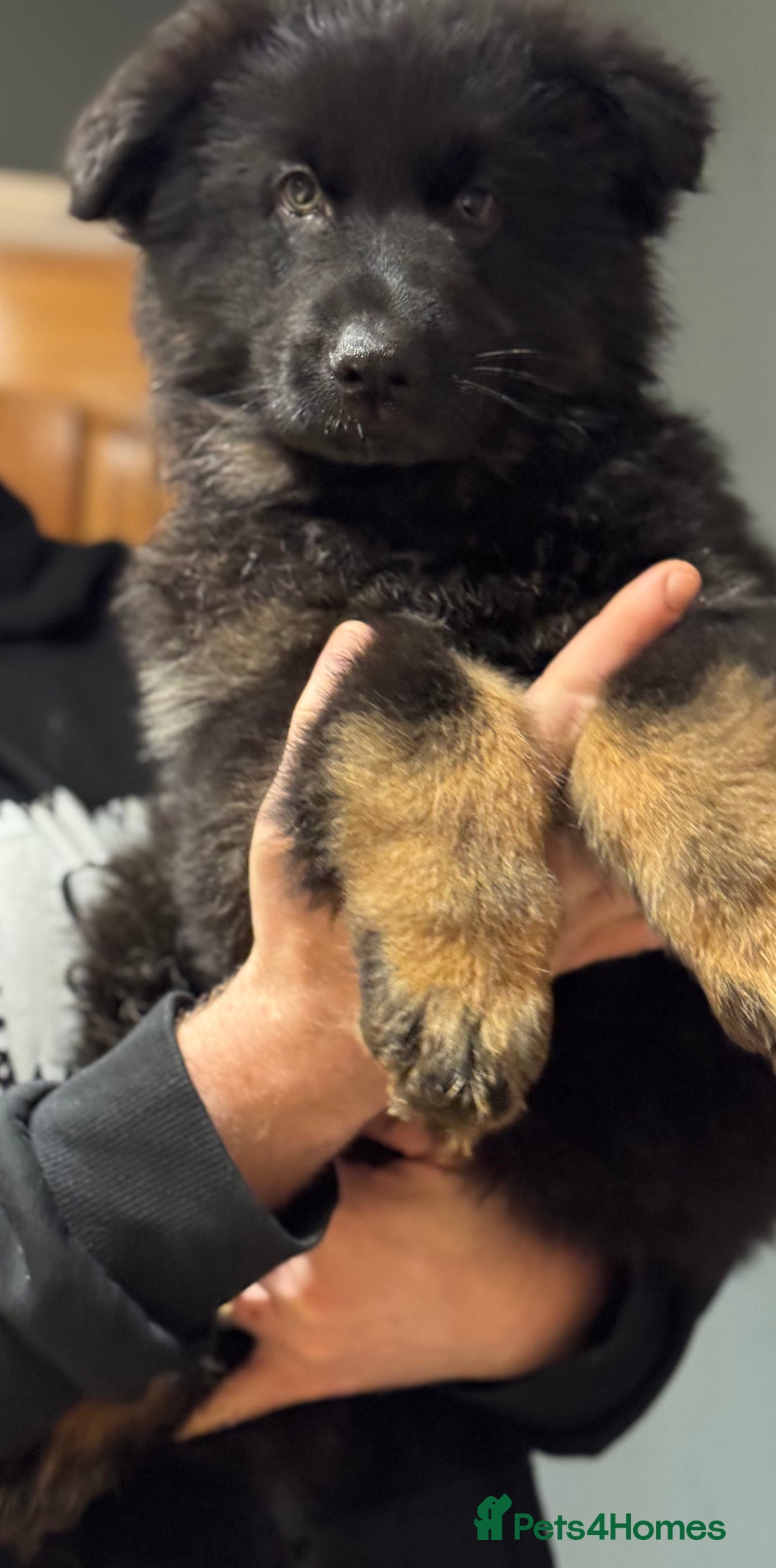 German Shepherd dogs for sale: Long haired German shepherd  - Advert 7