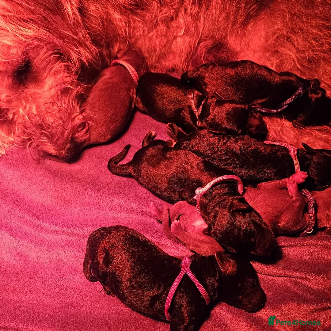 Bedlington Terrier dogs for sale: Bedlington whippet  - Advert 39