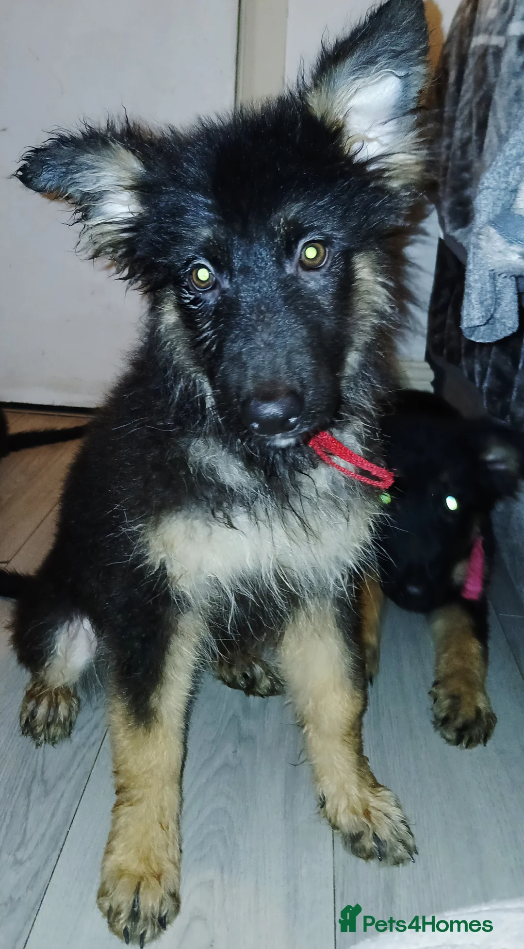 German Shepherd dogs for sale: Beautiful kc german shepherd babies - Advert 4