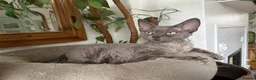 Devon Rex cats for sale: TWO STUNNING SHOW GIRLS - Advert 4