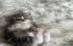 Bengal cats for sale: Bengal mix - Image 9