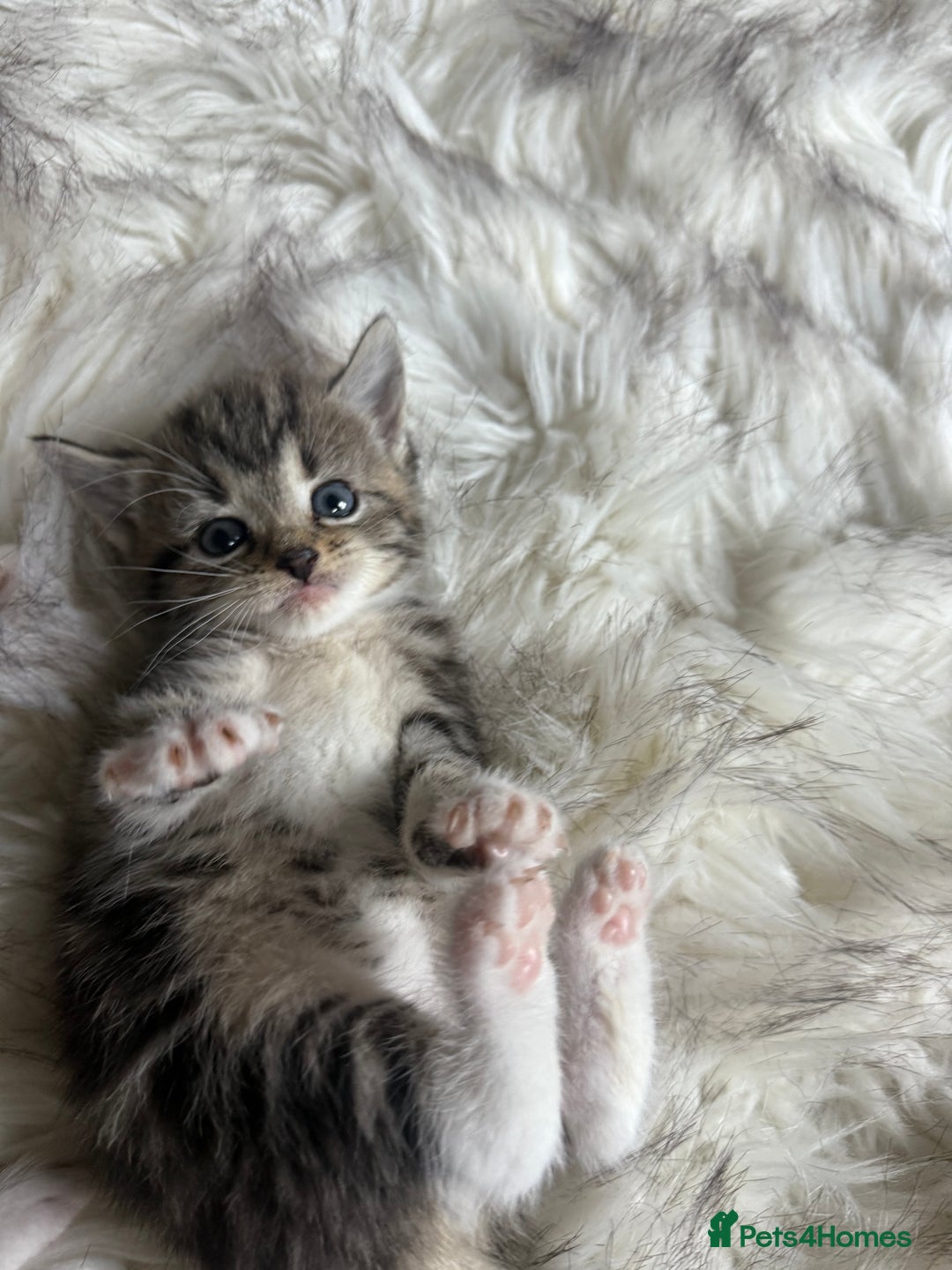 Bengal cats for sale: Bengal mix - Image 9