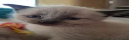 Mixed Breed cats for sale: Beautiful, Kittens Ready for Loving Homes  - Advert 9
