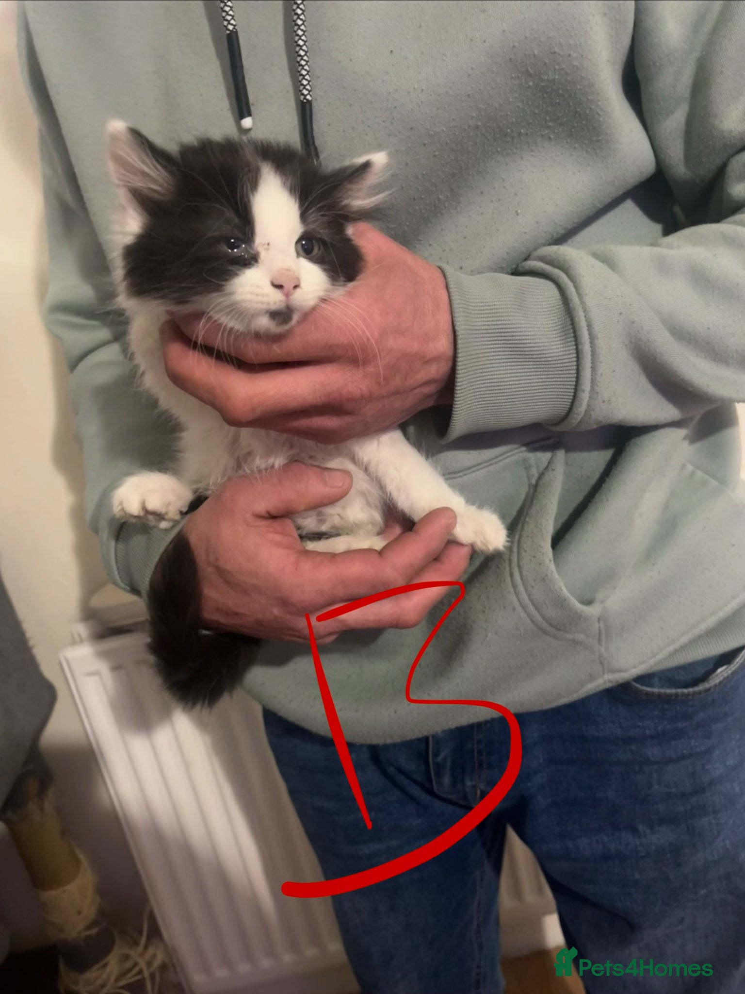 Mixed Breed cats Kittens for sale, need gone ASAP 1 LEFT - Advert 4