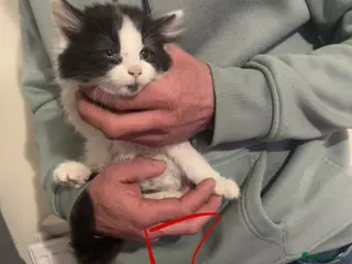 Mixed Breed cats Kittens for sale, need gone ASAP 1 LEFT - Advert 4