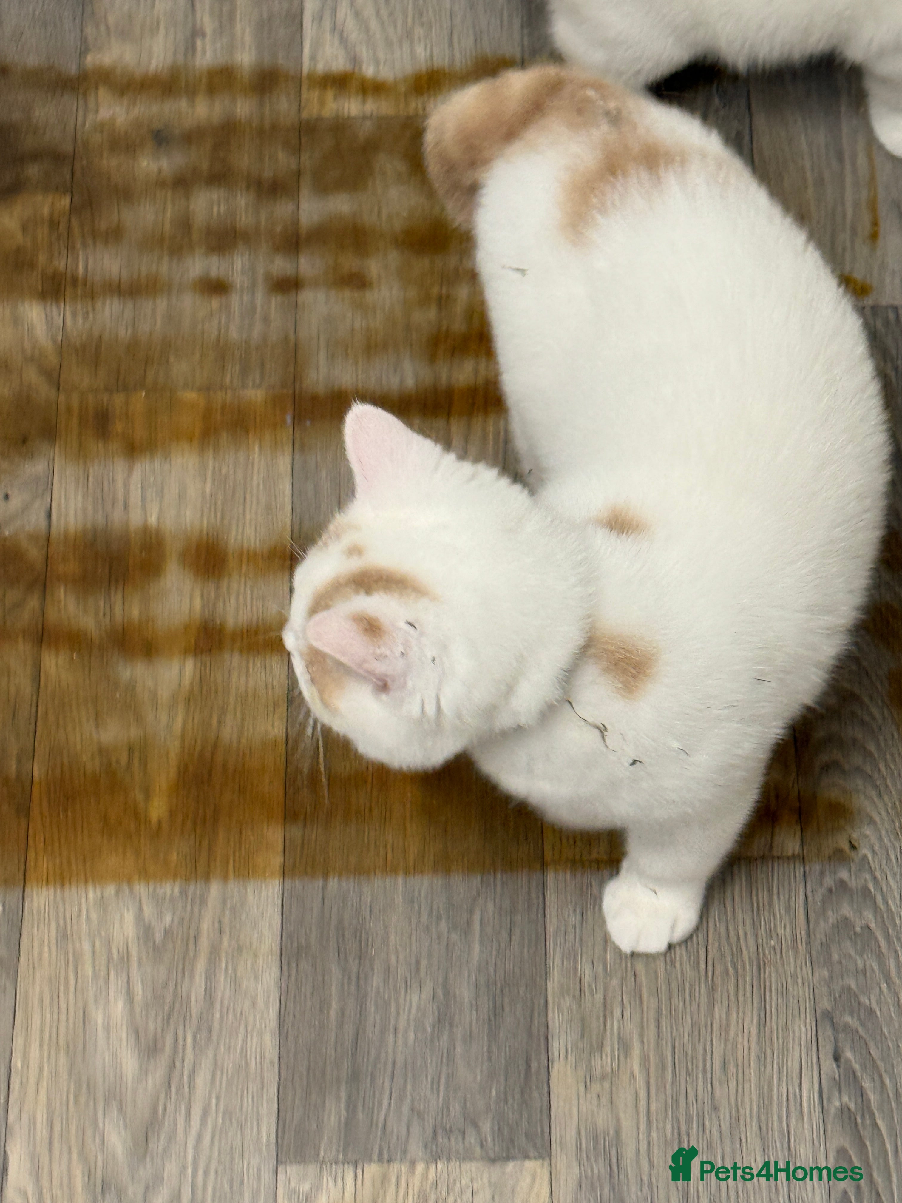 British Shorthair cats British Shorthair  - Advert 2