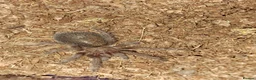 Tarantulas invertebrates for sale: Collection of tarantulas & equipment for new home  - Advert 2