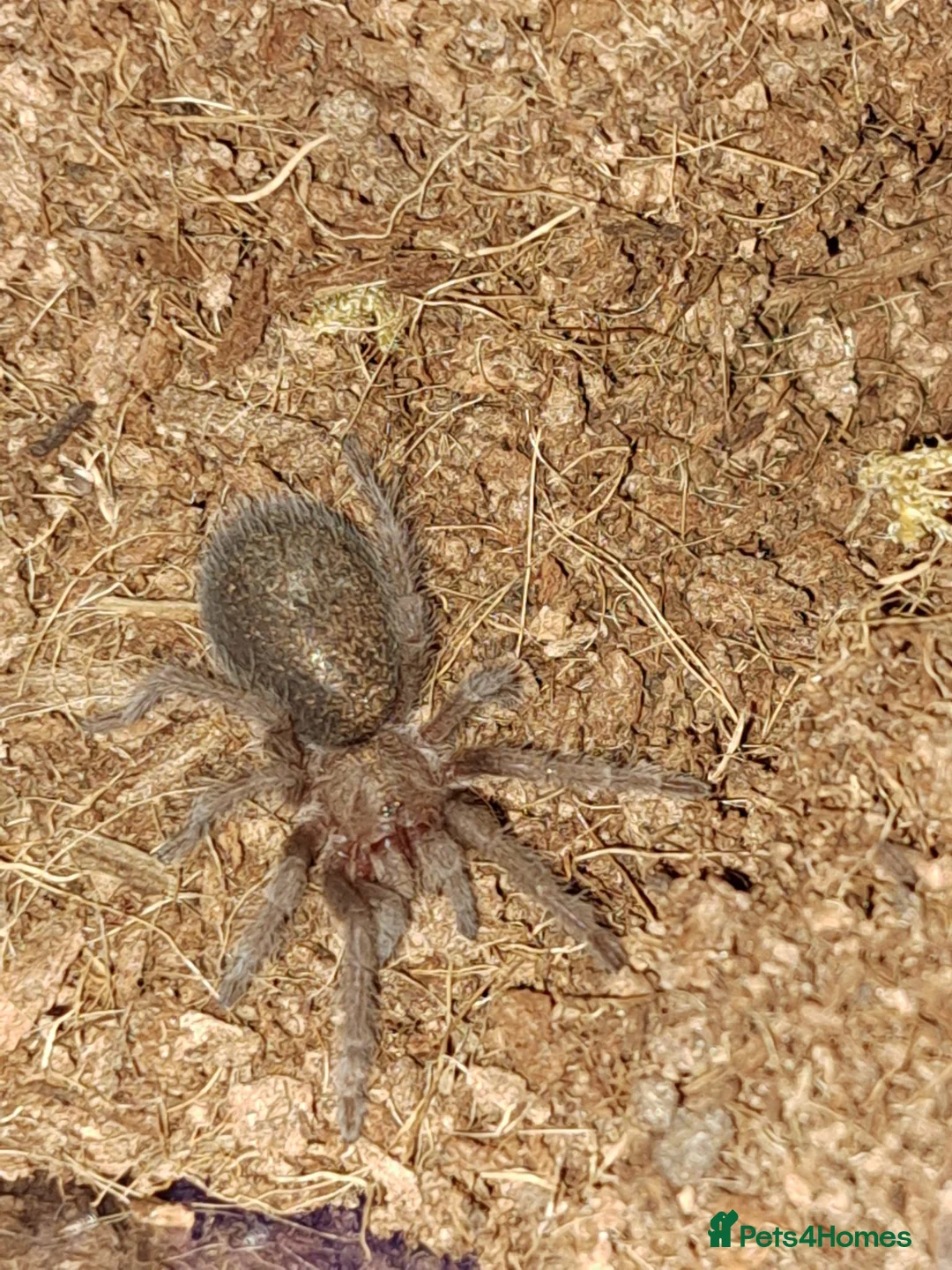 Tarantulas invertebrates for sale: Collection of tarantulas & equipment for new home  - Advert 2