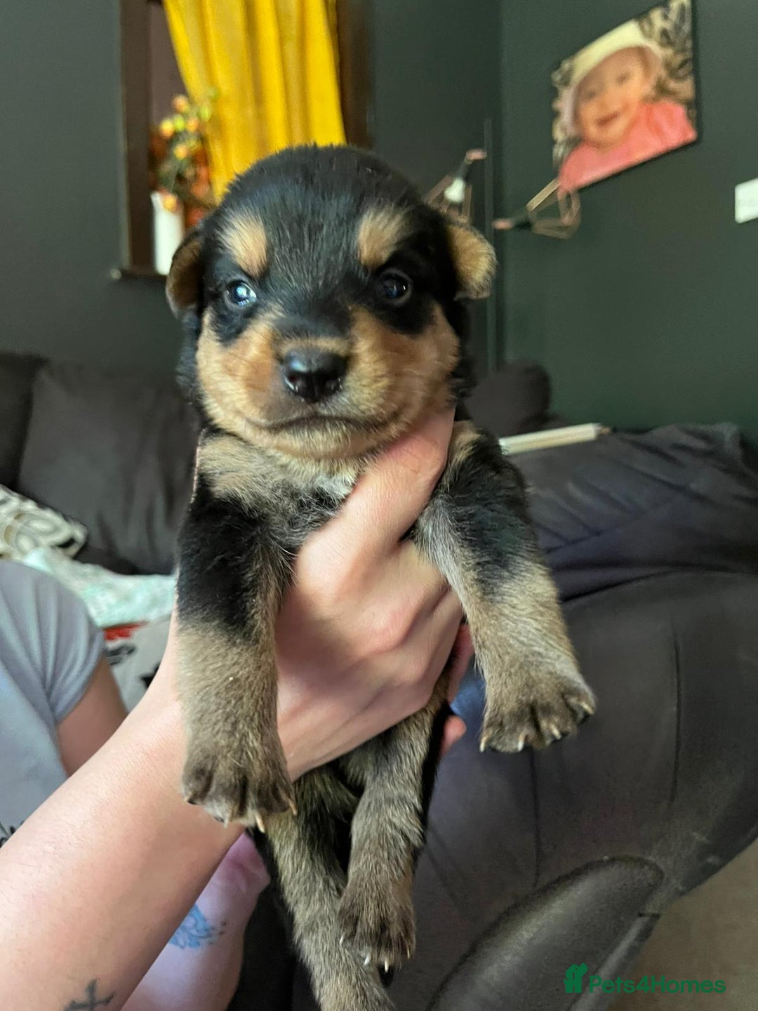 Mixed Breed dogs for sale: 9 beautiful rottweiler cross german shepherd pups - Image 10