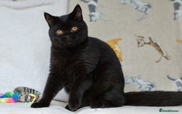 British Shorthair cats for sale: Last 2 black boys 😻😻  in High Wycombe - Image 2
