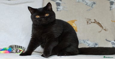 British Shorthair cats in High Wycombe - Advert 3