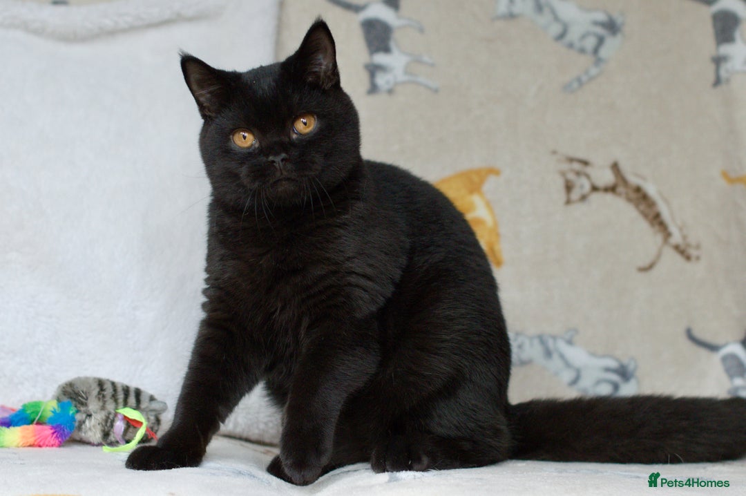 British Shorthair cats for sale: Last 2 black boys 😻😻  in High Wycombe - Image 2