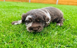 Labradoodle dogs for sale: Chocolate Merle Labradoodle Babies 🐾🐾🐾 - Image 5