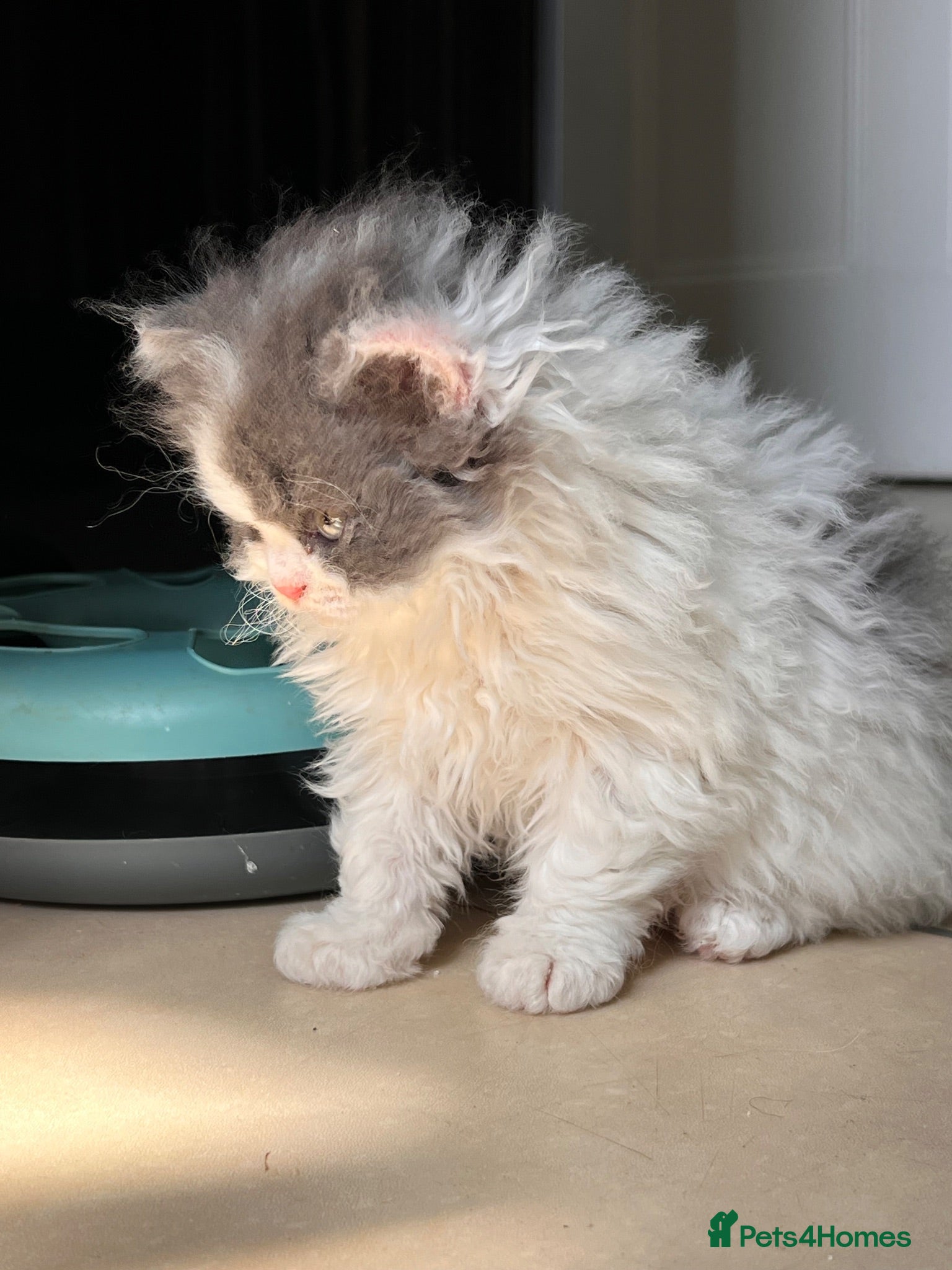 Selkirk Rex cats Gorgeous Selkirk rex kittens 😻 - Advert 1