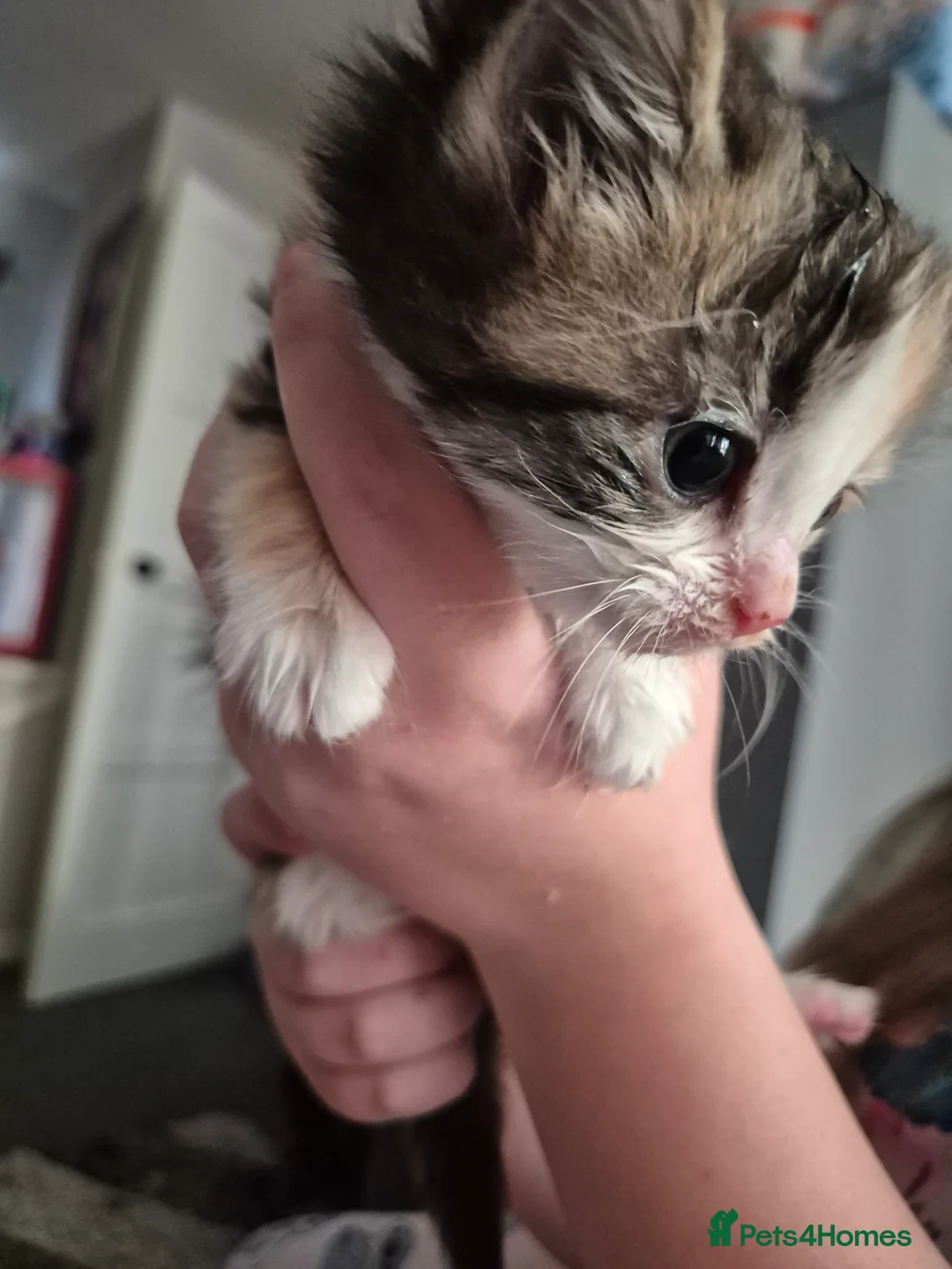 Mixed Breed cats for sale: Kittens for sale in Gloucester - Advert 2