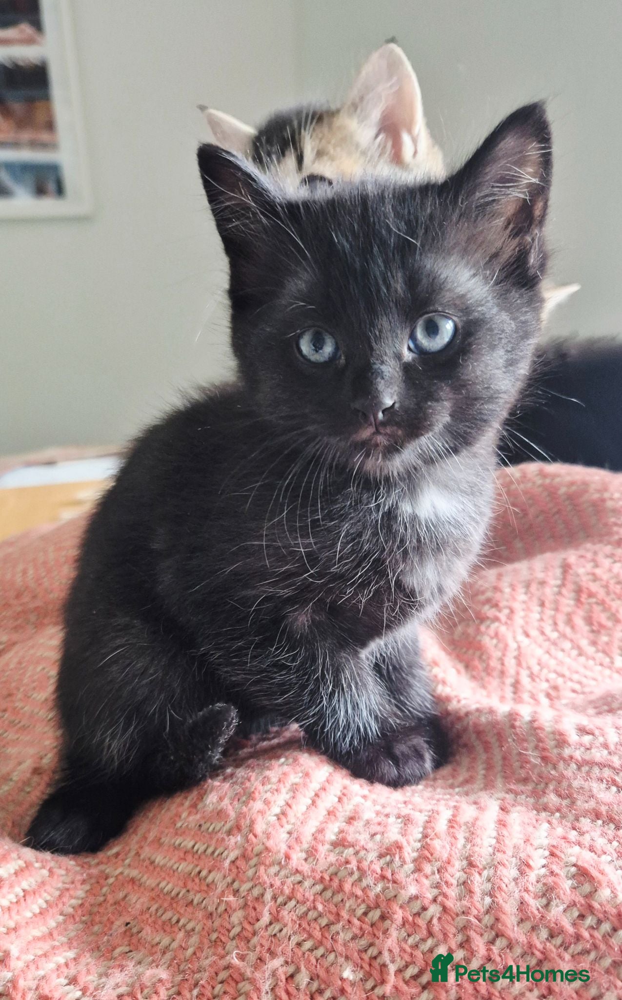 Mixed Breed cats 1 Black Male Kitten still available - Advert 13